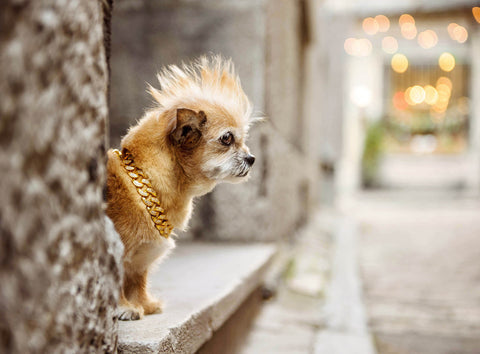 Les 5 Meilleurs Endroits pour Prendre les plus Belles Photos de votre Chien autour de Montréal