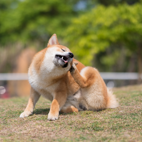 5 Solutions Alternatives Efficaces pour Protéger Votre Animal des Tiques et Parasites