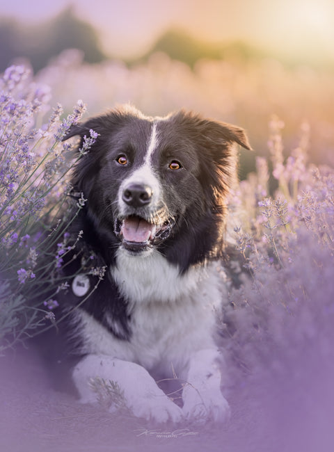 Les 5 Meilleurs Endroits pour Prendre les plus Belles Photos de votre Chien autour de Québec