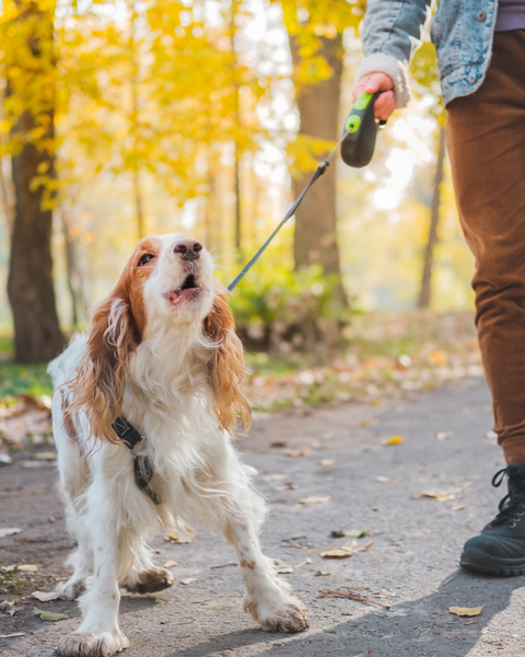 Pourquoi Mon Chien Aboie? Conseils d'une Spécialiste