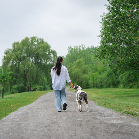 Les 7 Meilleures Randonnées Estivales à Faire avec son Chien : Guide pour les Amateurs de Plein Air
