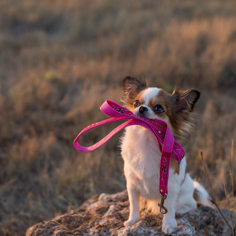 Des amendes salées pour les chiens sans laisse