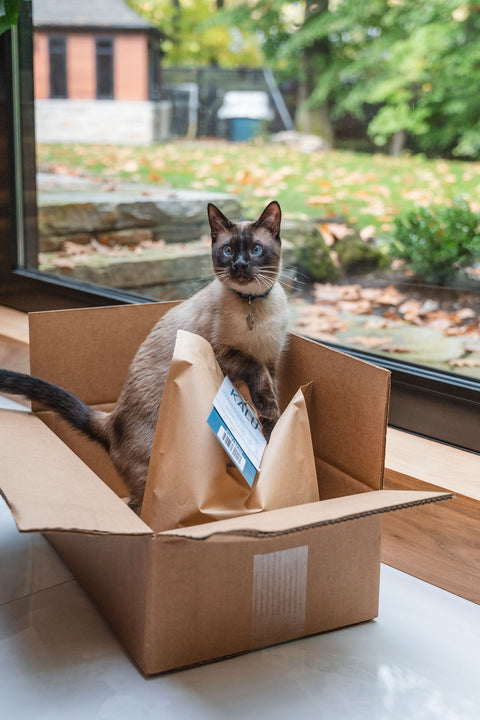 Un Déménagement Sans Stress Avec Votre Chat: 5 Conseils d'une Professionnelle