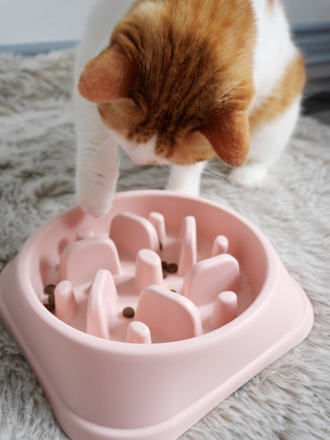Éviter l'Ennui chez le Chat avec 5 Idées pour le Stimuler au Quotidien