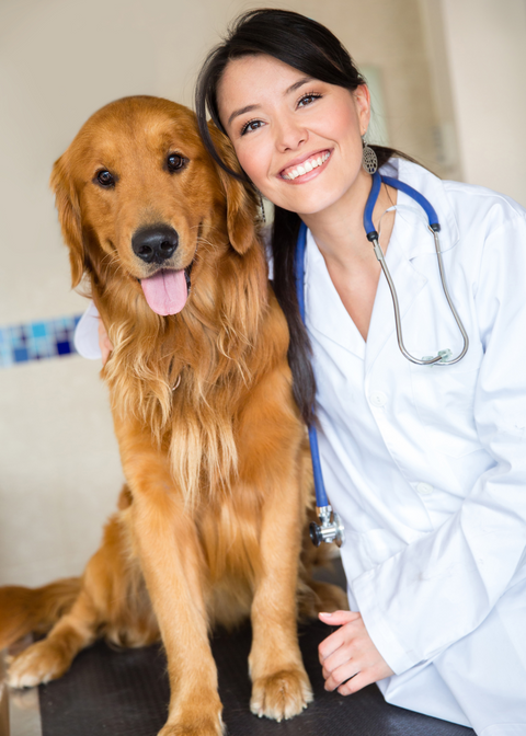 Les assurances pour animaux, comment s'y retrouver?