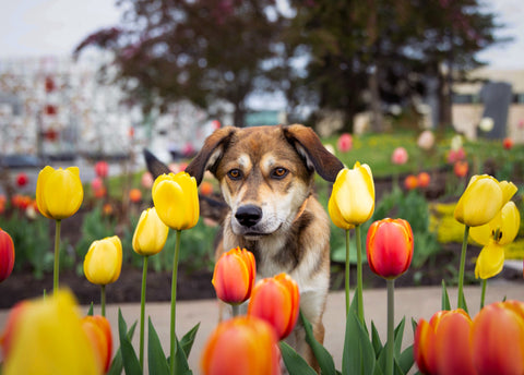 Comment protéger votre chien ou chat des dangers du printemps