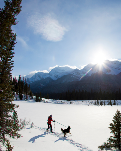 Où Faire de la Randonnée Hivernale avec Son Chien? 7 Endroits à Moins de 3h de Montréal