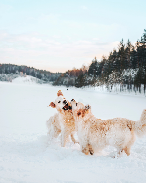 Protéger son chien en hiver : attention aux engelures et à l'hypothermie