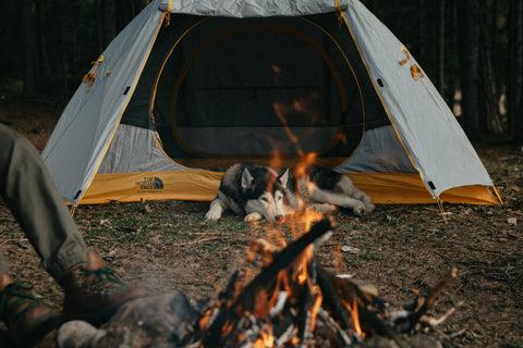 10 campings qui accueillent les animaux de compagnie à moins de 2h de Montréal