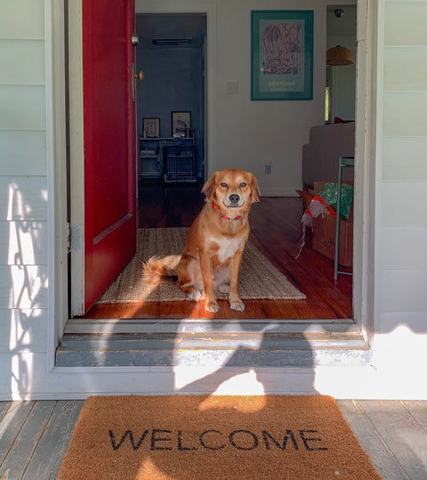 Un projet immobilier pour propriétaires de chiens à Québec