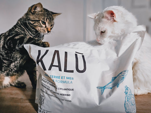 Chat dans un seau KALŪ