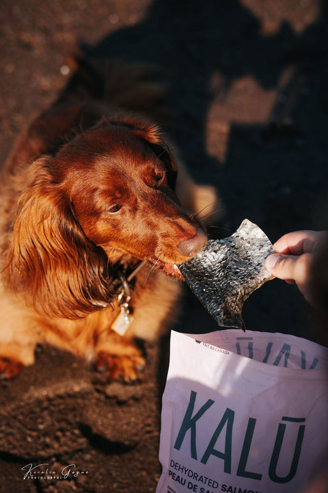 Gâteries pour Chiens et Chats KALŪ