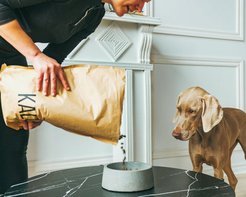 Nourriture pour chiens
