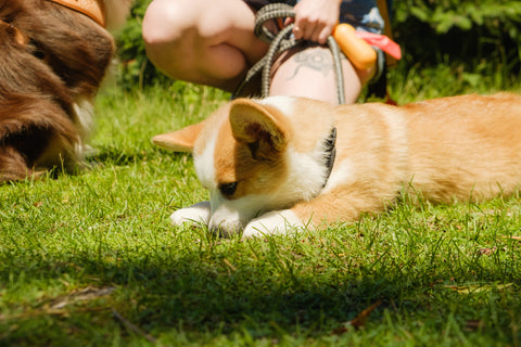 Chien corgi dans l'herbe