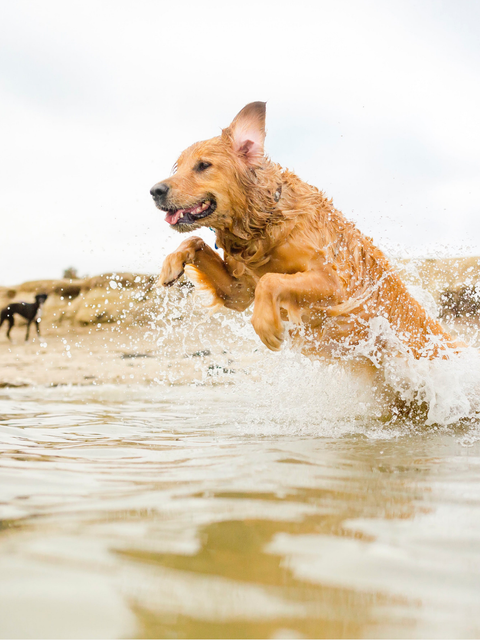5 conseils pour une baignade sécuritaire avec votre chien