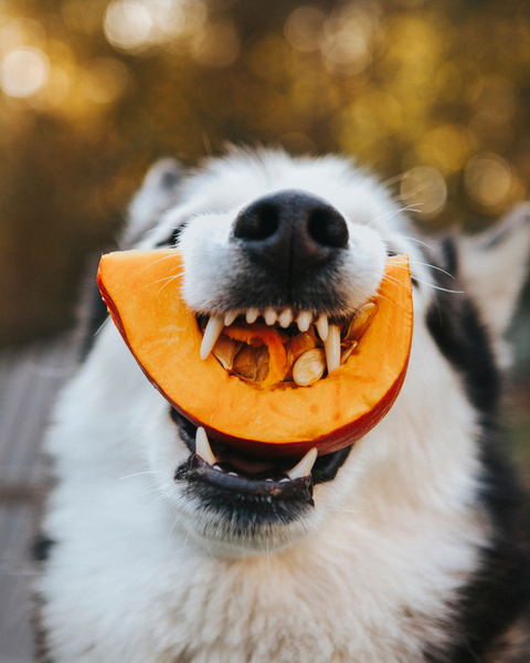 Les Bienfaits Surprenants de la Citrouille pour les Chiens et les Chats