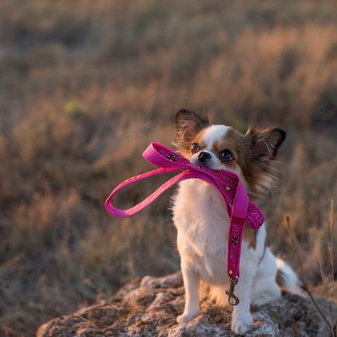 Des amendes salées pour les chiens sans laisse 