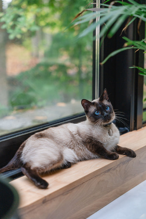 La Ville de Québec rend obligatoire l'enregistrement des chats: Ce que vous devez savoir