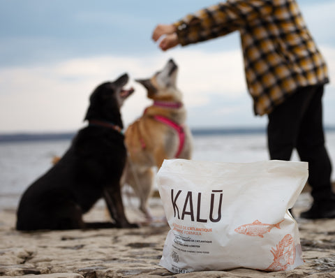 Les Croquettes au Homard Canadien: Un Traitement Royal pour Votre Chien