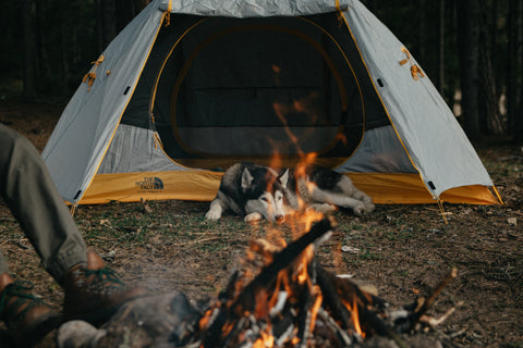 10 campings qui accueillent les animaux de compagnie à proximité de Montréal