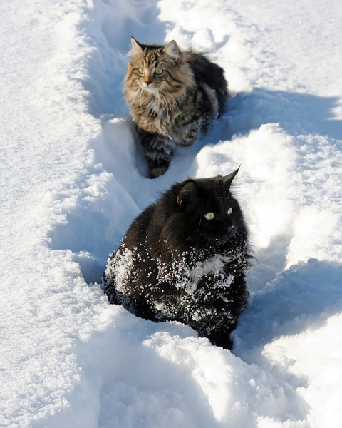 Protéger son chat du froid : ce qu'il faut savoir