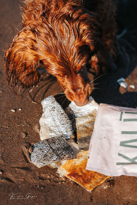 Gâteries pour chiens & chats